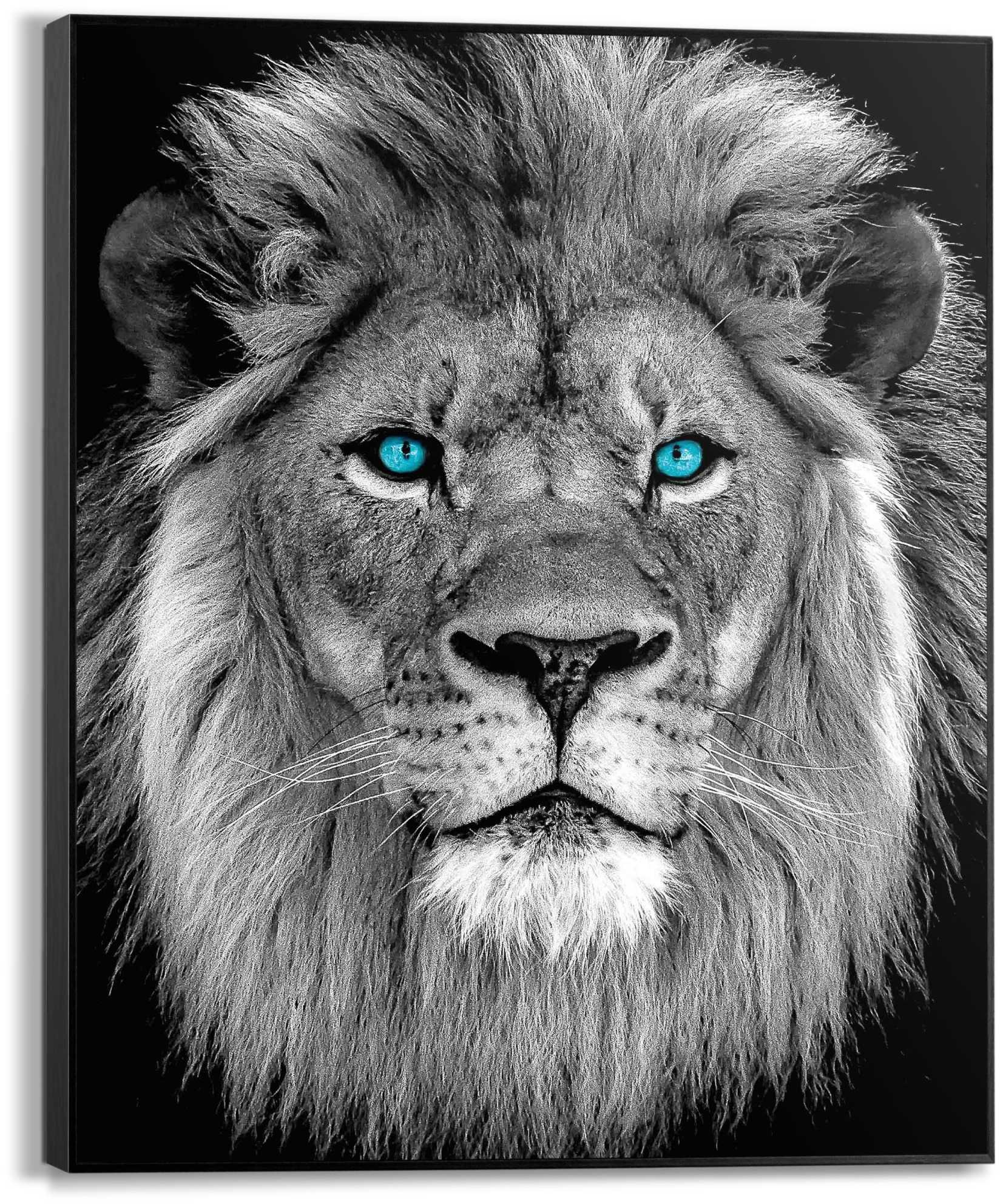 Bild BLUE EYED LION (BHT 50x40x3 cm) - bunt
