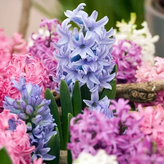 Plant in a Box - Hyazinthenzwiebeln - 10 Stk - Hyacinthus - Blumenzwiebeln - Mehrfarbig