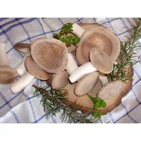 Bio-Kräuterseitlinge DE-ÖKO-021