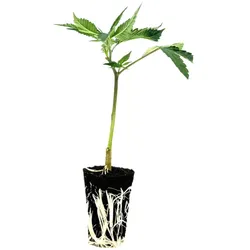 THC-Stecklinge - Wappa