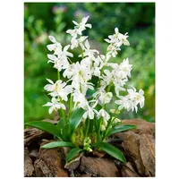 Pflanzen Für Dich Scilla siberica 'Alba', Blaustern, weiß, ca.