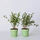 Plant in a Box - Eukalyptus - 2 Stk - Eucalyptus 'Botanic Hearts' - Höhe 35-45cm - Topf 15cm
