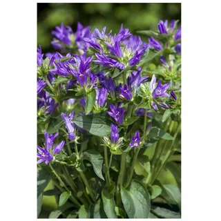 Pflanzen Für Dich Campanula glomerata 'Acaulis' Glockenblume, violett, ca. 9x9 cm Topf