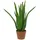 Europalms Aloe-Vera-Pflanze, Kunstpflanze, 63cm