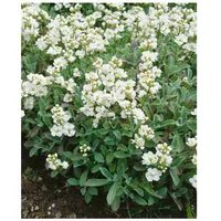 Pflanzen Für Dich Arabis caucasica 'Plena', Gänsekresse, weiß, ca.