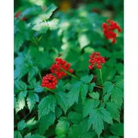 Pflanzen Für Dich Actaea rubra, Rote Christophskraut, ca. 9x9