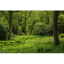Fototapete PAPERMOON "Wald", bunt, B:4,50m L:2,80m, Vlies, Tapeten