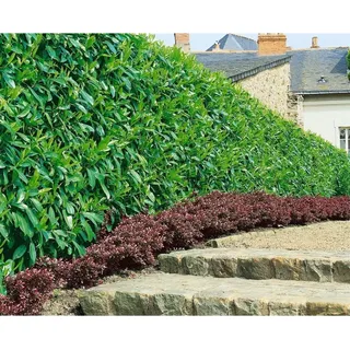 Pflanzen Für Dich Prunus laurocerasus ‘Caucasica’ ca. 9x9 cm Topf 40–60 cm