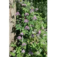 Pflanzen Für Dich Clematis 'Country Rose', rosa Blüten, 60–100