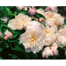Pflanzen Für Dich Paeonia lactiflora 'Lady Alexandra Duff' 11x11 cm Topf