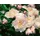 Pflanzen Für Dich Paeonia lactiflora 'Lady Alexandra Duff' 11x11 cm Topf
