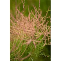 Pflanzen Für Dich Tamarix ramosissima, Rosaroter Sommerflieder, 60–100 cm