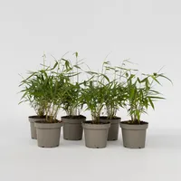 Plant in a Box - Bambus - 18 Stk