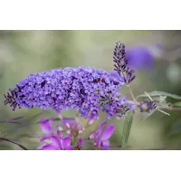 Pflanzen Für Dich Buddleja davidii 'Ile de France', Schmetterlingsflieder,