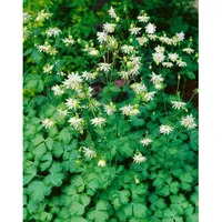 Pflanzen Für Dich Aquilegia vulgaris 'Green Apples', Akelei, ca.