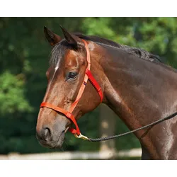 Busse Halfter WEIDE