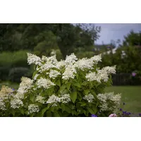 Pflanzen Für Dich Hydrangea paniculata 'Unique', Rispenhortensie, weiß, 40–60