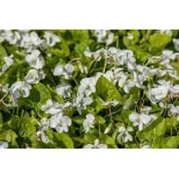 Pflanzen Für Dich Viola sororia 'Albiflora' weiß, ca. 9x9