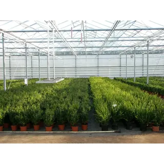 1 Pflanze Buchsbaum-Kugel 22-25 cm Ø Buxus sempervirens sempervirens