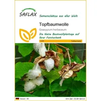 SAFLAX - Topfbaumwolle - 12 Samen - Gossypium herbaceum