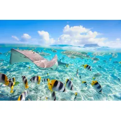 Fototapete PAPERMOON "UNTERWASSER-WELT-FISCHE KORALLE SEE MEER TIERE OZEAN", bunt, B:5,00m L:2,80m, Vlies, Tapeten