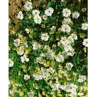 Pflanzen Für Dich Silene uniflora Weißkehlchen ca. 9x9 cm