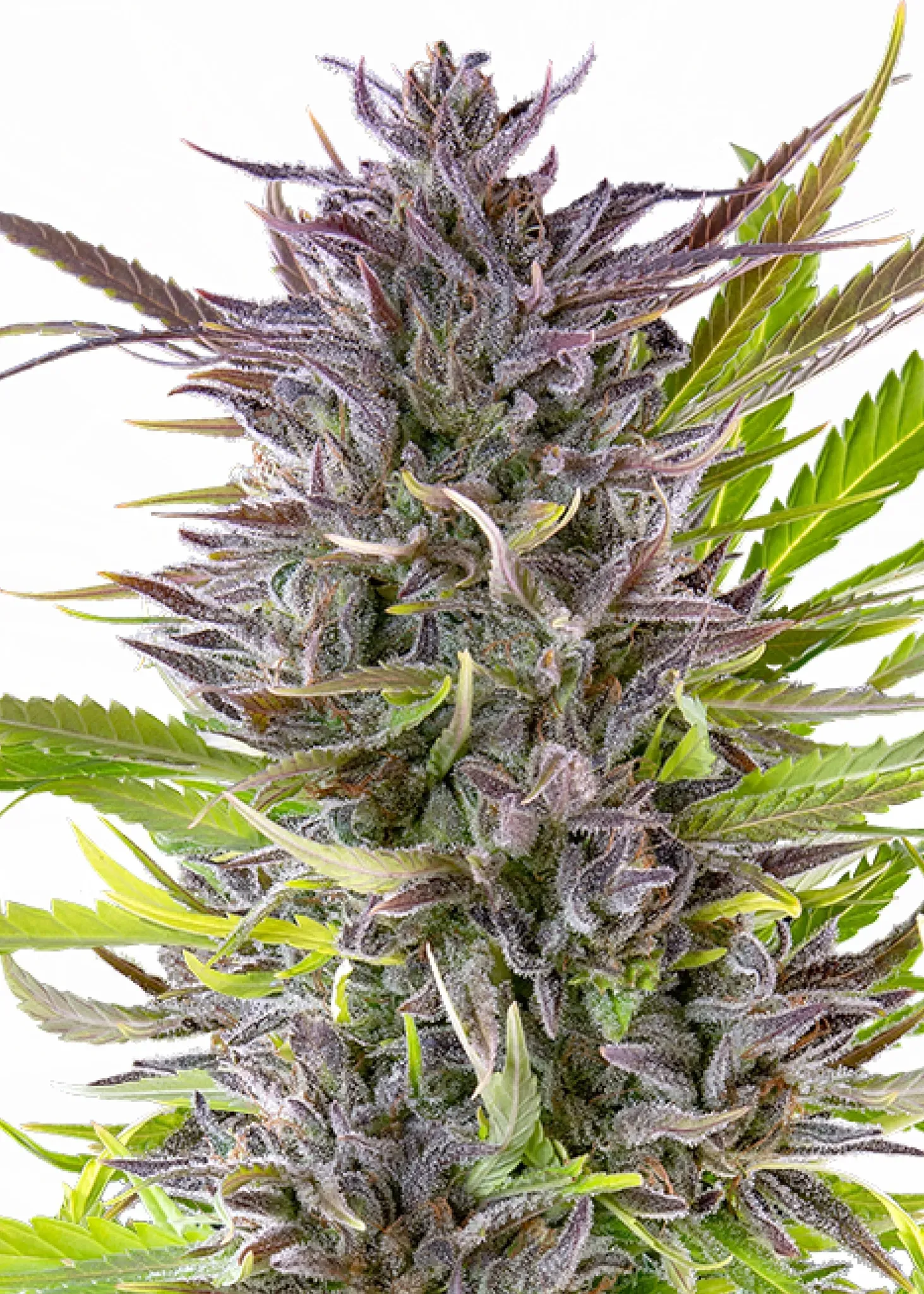 Royal Queen Seeds Green Gelato  3 Samen