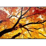 Sharp M862 Digital Signage Display 86"