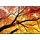 Sharp M862 Digital Signage Display 86"