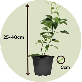 Plant in a Box - Zitruspflanzenmischung - 3 Stk - Citrus limon - Höhe 25-40cm