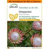 SAFLAX - Garden in the Bag - Königsprotea -