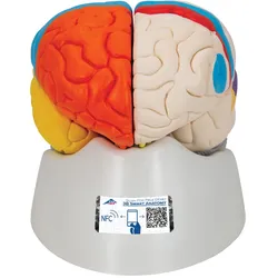 Funktionales Menschliches Gehirnmodell, 8-teilig - 3B Smart Anatomy