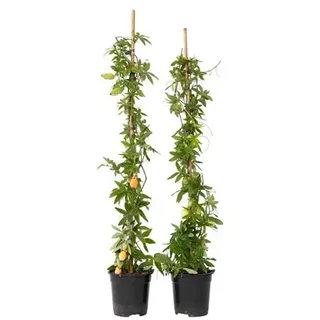 PFLANZENFREUND Passionsblumen Höhe ca. 110-120cm 2 Pflanzen