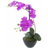 Europalms Orchideen-Arrangement 4,