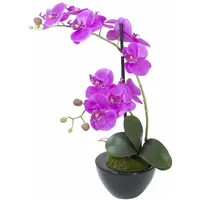 Europalms Orchideen-Arrangement 4,