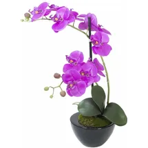 Europalms Orchideen-Arrangement 4,
