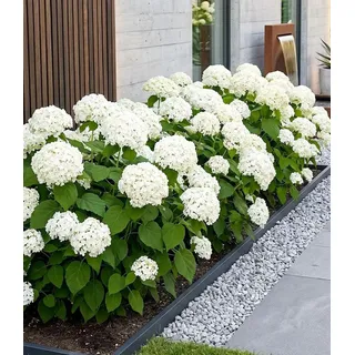 BALDUR Garten 1x Schneeball-Hortensie Annabelle; Pflanze im 9x9 cm-Topf, Gartenhortensie winterhart Hydrangea arborescens, pflegeleicht, blühend, ...