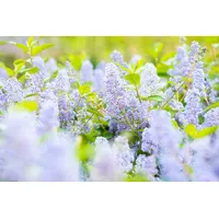 PlantaPro Ceanothus delilianus 'Gloire d.Versailles' C 3 40- 60
