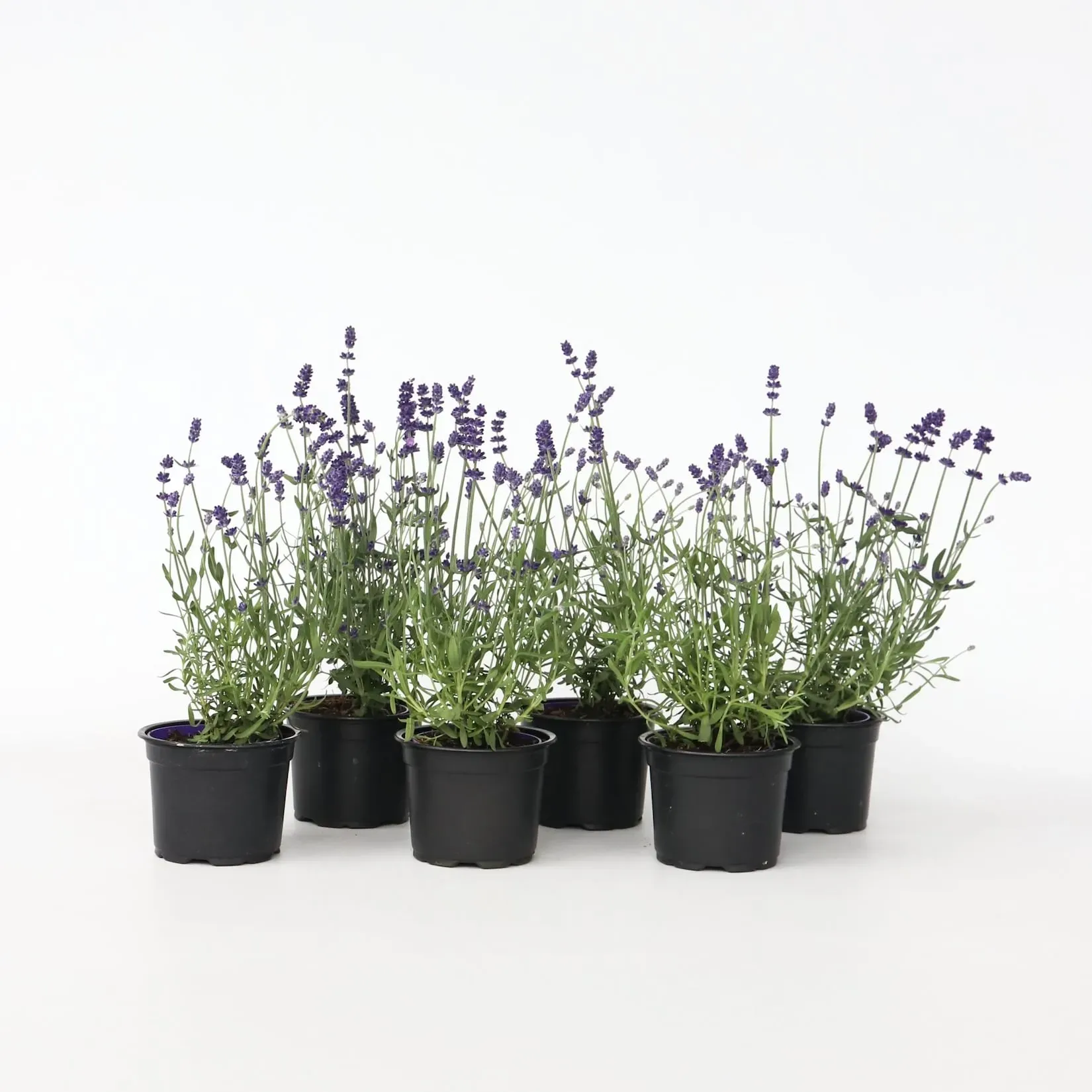 Plant in a Box - Lavendelpflanzen - 6 Stk - Lavandula angustifolia - Höhe 10-15cm - Topf 11cm