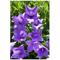 Pflanzen Für Dich Platycodon grandiflorus 'Fuji Blue' p 0,5