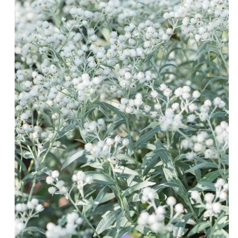 Dreineurige Anaphalis – Anaphalis triplinervis