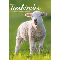 Korsch Verlag Tierkinder 2026