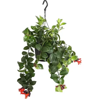 Dehner Schamblume Mona Lisa, Aeschynanthus radicans, in Blumenampel, 40-45 cm, Ø Topf 15 cm, Zimmerpflanze