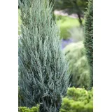 PlantaPro Juniperus scopulorum 'Blue Arrow' 15–20 cm – Winterhart, Immergrün, Pflegeleicht – Raketen-Wacholder – Heckenpflanze für Garten & Sichtschutz