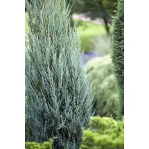 PlantaPro Juniperus scopulorum 'Blue Arrow' 15–20 cm – Winterhart, Immergrün, Pflegeleicht – Raketen-Wacholder – Heckenpflanze für Garten & Sichtschutz