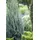 PlantaPro Juniperus scopulorum 'Blue Arrow' 15–20 cm – Winterhart, Immergrün, Pflegeleicht – Raketen-Wacholder – Heckenpflanze für Garten & Sichtschutz