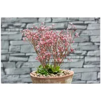 Pflanzen Für Dich Saxifraga x urbium 'Clarence Elliott', Steinbrech,