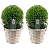 plants by frank | Echte Stechpalme Kugel | 2x Ilex Crenata 'Jenny' kugel im Korb | Set von 2 Stück | 20 cm Ø Durchmesser | Buchsbaum Ersatz | Ilex | Gartenpflanzen | Buchsbaum | Herbst Pflanzen