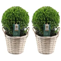 plants by frank | Echte Stechpalme Kugel | 2x Ilex Crenata 'Jenny' kugel im Korb | Set von 2 Stück | 20 cm Ø Durchmesser | Buchsbaum Ersatz | Ilex | Gartenpflanzen | Buchsbaum | Herbst Pflanzen