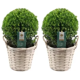 plants by frank | Echte Stechpalme Kugel | 2x Ilex Crenata 'Jenny' kugel im Korb | Set von 2 Stück | 20 cm Ø Durchmesser | Buchsbaum Ersatz | Ilex | Gartenpflanzen | Buchsbaum | Herbst Pflanzen